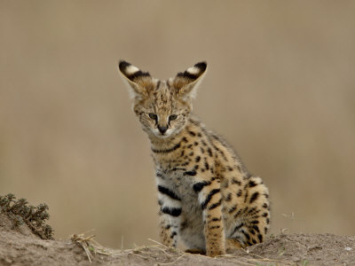 hager-james-serval-felis-serval-cub-on-termite-mound-masai-mara-national-reserve-kenya-east-africa.jpg