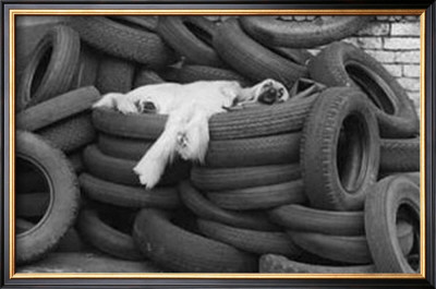 Dog Tired Framed Art Print