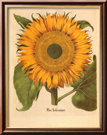 sunflower pictures to print. Sunflower Framed Art Print