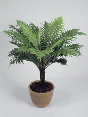 Blechnum Gibbum