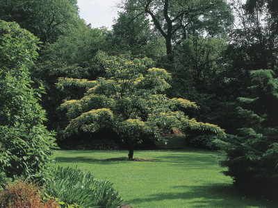carassale-f-giant-dogwood-tree-in-a-garden-cornus-controversa-arboretum-kalmthout-kalmthout-belgium