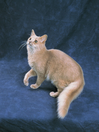 Fawn Somali Cat