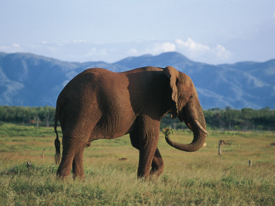 African Elephant Profile