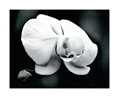  - silverman-harold-white-orchid