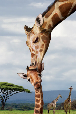 Giraffe Kissing Baby