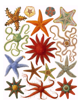 Starfish Giclee Print by  English School