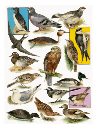 British Bird Poster