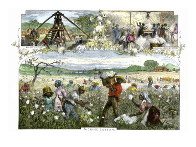 slaves picking cotton. slaves picking cotton. slaves picking cotton. American Slaves Picking,