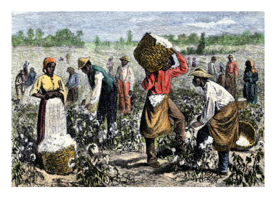 slaves picking cotton. Slaves Picking Cotton