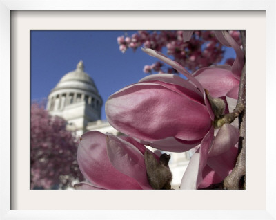 saucer magnolia tree flowers. Saucer Magnolia Trees Bloom with Pink and White Flowers Framed Photographic