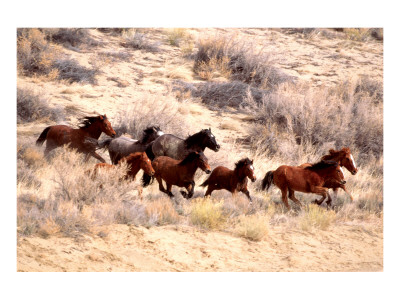 mustang horse running. Mustang Horses Running