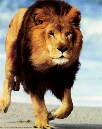 kimball-ron-lion-running.jpg