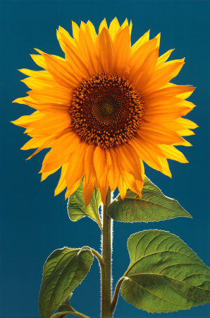 sunflower background wallpaper. Sunflower Desktop Wallpaper