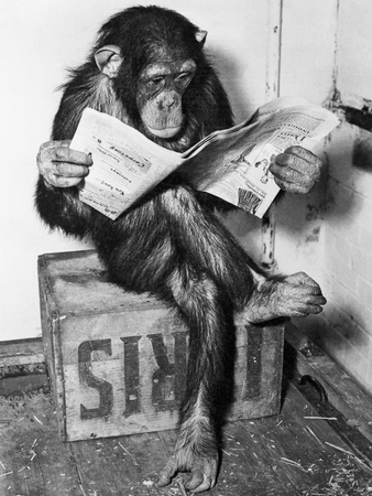 bettmann-chimpanzee-reading-newspaper.jp