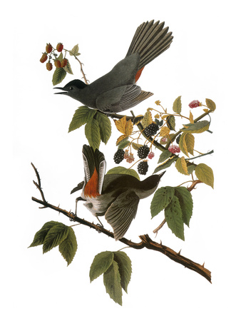 Audubon: Catbird, 1827-38 Giclee Print by John James Audubon!