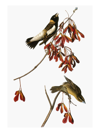 Audubon: Bobolink Giclee Print by John James Audubon