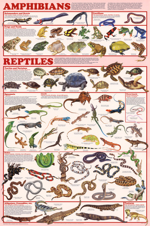 Amphibians and Reptiles Educational Science Chart Poster Print