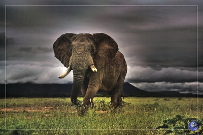 African Majesty, Save Our Planet (Elephant) Art Poster Print Poster