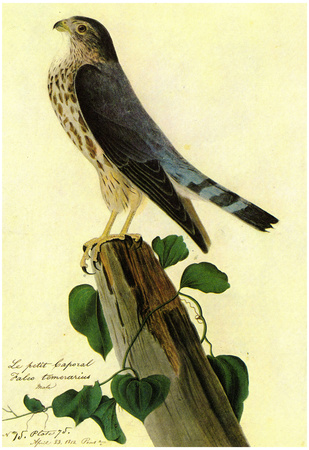 Audubon Pigeon Hawk Bird Art Poster Print Prints