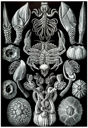 Cirripedia Nature Art Print Poster by Ernst Haeckel Posters