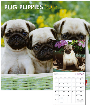 Pug Calendar