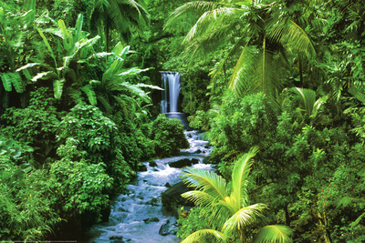 Rainforest (Waterfall) Art Poster Print Posters