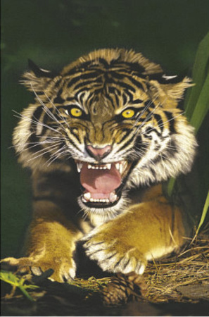 Sumatra Tiger (Growling Tiger) Art Poster Print Prints