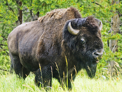  - williford-mark-american-buffalo-yellowstone-national-park-wyoming-usa