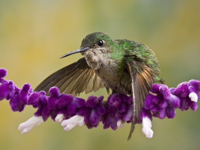  - basco-gregory-striped-tailed-hummingbird-eupherusa-eximia-on-a-salvia-flower-costa-rica