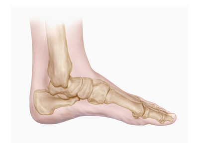 Biomedical Illustration of the Bones of the Human Foot and Ankle Giclee Print by Matthew Holt