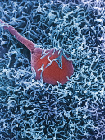 A Human Sperm Fertilizing an Egg, SEM X12,000 Photographic Print by David Phillips