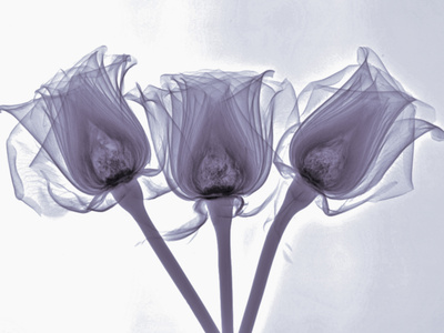 X-Ray of Rose Flowers Photographic Print by George Taylor