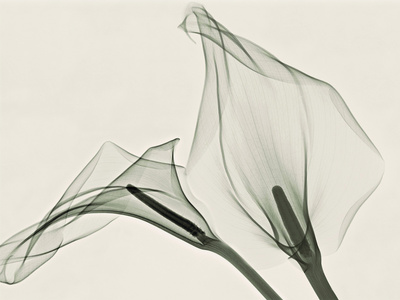 X-Ray of Calla Lily Flowers Photographic Print by George Taylor