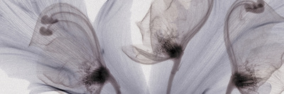 X-Ray of Tulip Petals and Monkshood Flowers Photographic Print by George Taylor