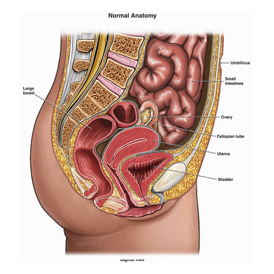 Illustration of the Normal Anatomy of the Human Female Abdomen Giclee Print by  Nucleus Medical Art