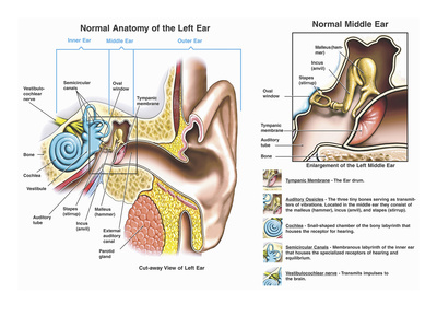 Accurately Depicts the Normal Anatomy of the Ear Cutaway of the External Auditory Canal Giclee Print by  Nucleus Medical Art