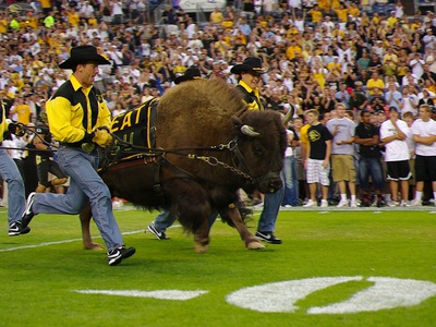 University of Colorado - Ralphie Charges the Field Photo by Alex Benison