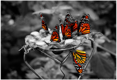 Butterflies at the Bronx Zoo NYC Posters