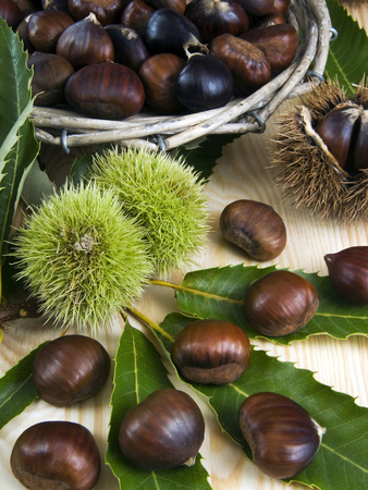 Sweet Chestnuts Photographic Print by Nico Tondini