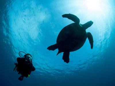 Hawksbill Turtle (Eretmochelys Imbricata) and Diver, Sulawesi, Indonesia, Southeast Asia, Asia Photographic Print by Lisa Collins