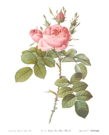 Rosa Bifera Officinalis Print