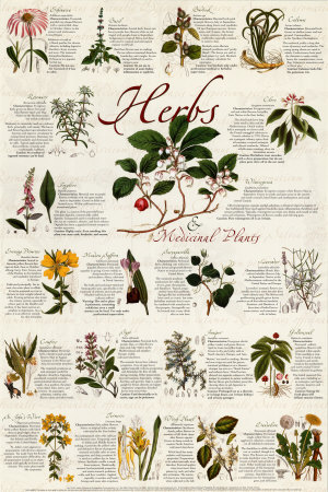 Herbs Art