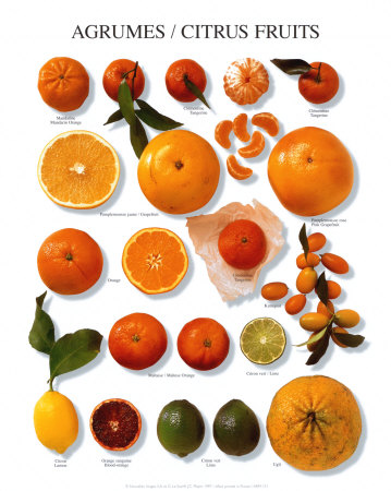 Citrus Fruit Prints at