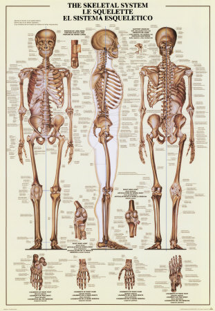 http://cache2.allpostersimages.com/p/LRG/7/790/4GCI000Z/affiches/le-squelette.jpg
