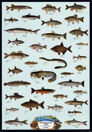 fish. Fish Freshwater Posters at