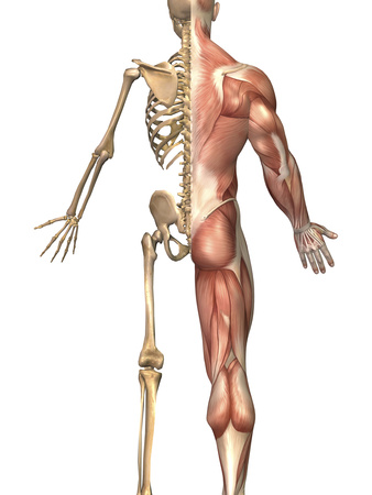 The Human Skeleton And Muscular System, Back View Photographic Print by Stocktrek Images