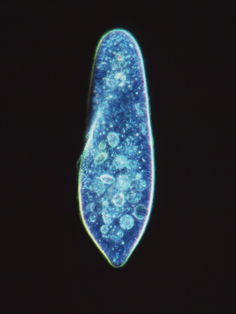 Paramecium Caudatum, Light Micrograph Photographic Print by Laguna Design