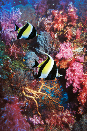 Moorish Idols Photographic Print by Georgette Douwma