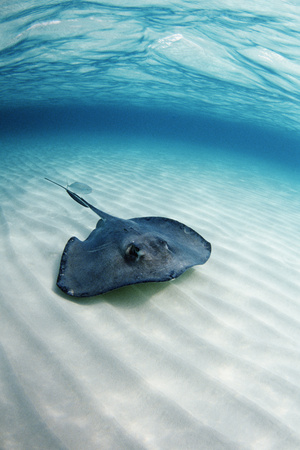 Southern Stingray Photographic Print by Georgette Douwma