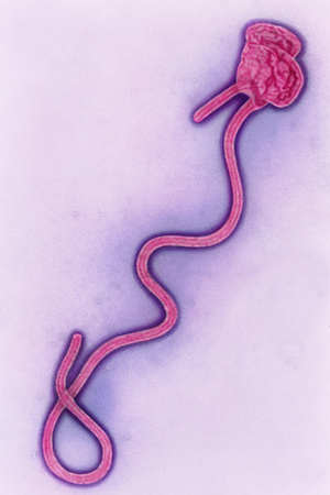 Coloured TEM of the Ebola Virus Photographic Print by A. Dowsett